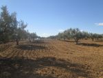 Terrain 4hectares et 4000m à sidi jdidi hammamet