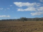 Terrain agricole 2hectare a sidi jdidi hammamet