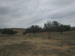 Terrain agricole 5 hectares et 3950m