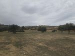 Terrain agricole 5 hectares et 3950m à sidi khlifa