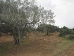 Av terrain agricile plante d’olive à sidi saïd