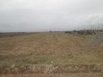 Terrain nu 1 hectare 8600m a sidi saïd 10min du yasmin hammamet