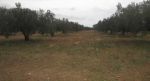A sidi saïd terrain un hectare planté olive