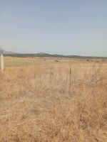Av terrain 7 hectares route zaghouan hammamet