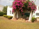 Maison manar mimosaa